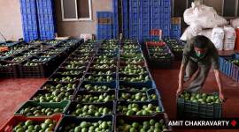 Alphonso mangos, Maharashtra mangoes, Mangoes, Ratnagiri, COVID-19, Maharashtra supply chain, supply chain, Indian Express