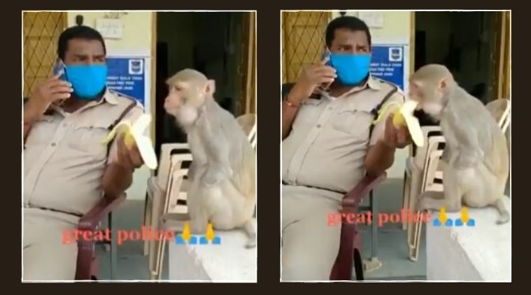 Police officer, monkey eating banana, Police officer feeds monkey, Cop feeds amputee monkey, Stay animals during lockdown, Coronavirus lockdown, Coronavirus pandemic, COVID-19, Trending news, Indian Express news