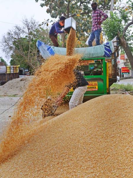 Punjab Wheat Farmers, Wheat, Punjab Mandis