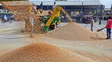 Gujarat govt to begin wheat procurement from April 27 | Ahmedabad News -  The Indian Express