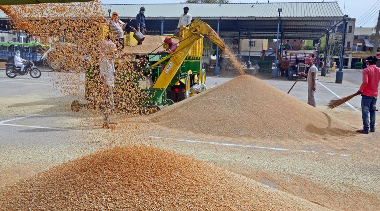 Punjab no. 2 in wheat procurement; blames pandemic, wheat donations and untimely rains for less procurement - The Indian Express