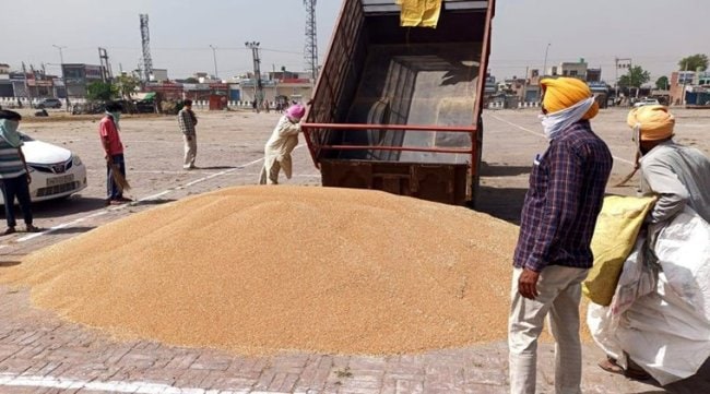 Punjab Wheat Farmers, Wheat, Punjab Mandis