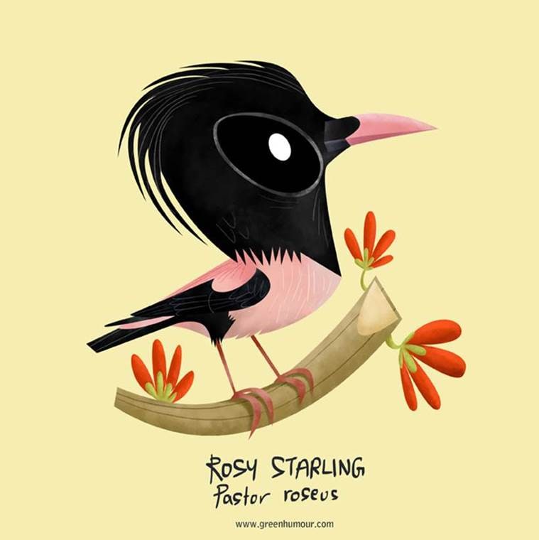 bird watching, bird watching in lockdown, spotting birds, nature, bird illustrations, indian express, indian express news