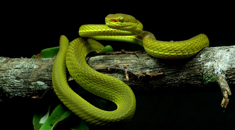 Salazar Slytherin In Arunachal Pradesh A New Viper