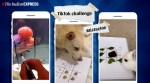#TicTacToe challenge involves people on TikTok taking on their pets at the game