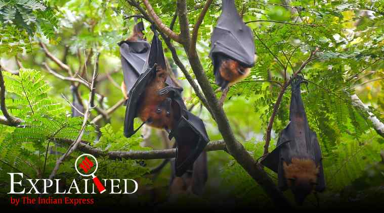 Explained: How bats carry viruses but don't fall ill themselves