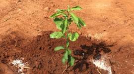 Bengaluru airport, Bengaluru International Airport, Devanahalli Pomelo, citrus fruit Devanahalli Pomelo, Bengaluru news, city news, Indian Express