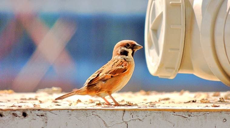 birding, birding lockdown, birding during lockdown, birding and lockdown, lockdown and birding, indian express, indian express news