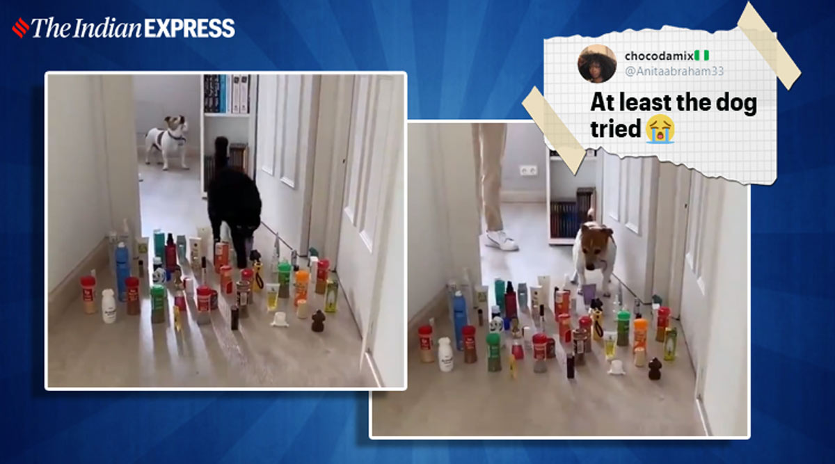 funny cat video, funny dog video, cat vs dog challenge, dog obstacle course, funny tiktok, tiktok trends. tiktok challenges, trending, indian express, indian express news