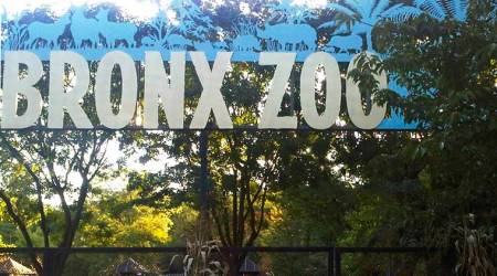 Bronx zoo, animals test positive for coronavirus, Bronx zoo coronavirus, tiger test positive for coronavirus, coronavirus in animals, coronavirus in cats
