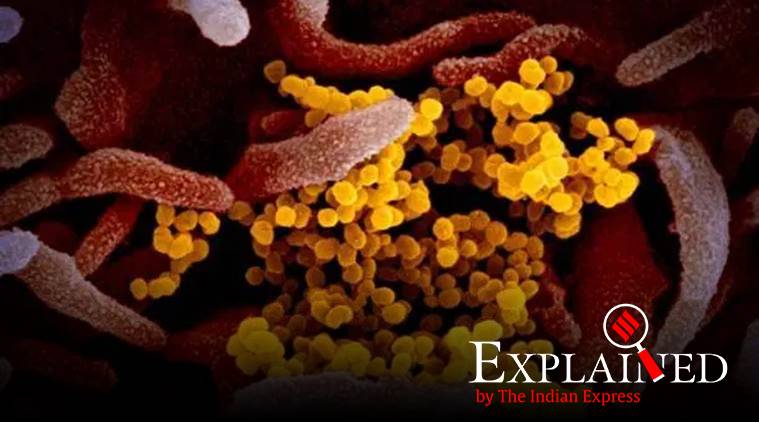 coronavirus, coronavirus latest updates, COVID-19, musical structure of COVID-19, structure of the SARS-CoV-2, express explained, indian express