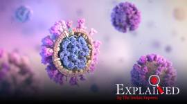 covid-explained Explained: Types of human coronaviruses and the symptoms they cause