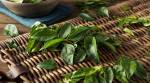 From aiding digestion to controlling diabetes: Know the many health benefits of curry leaves