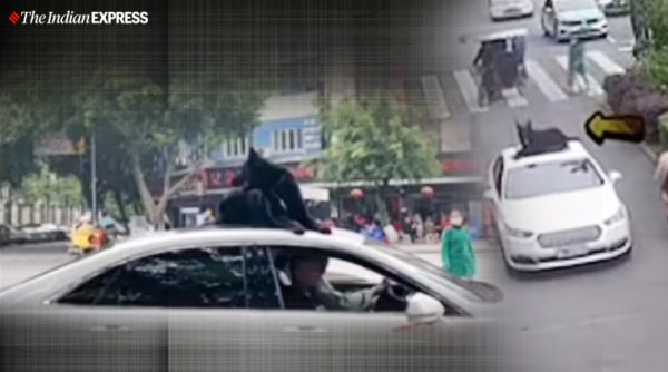China, dog on car roof, dog standing on car roof, Sichuan, dog viral video, china lockdown,