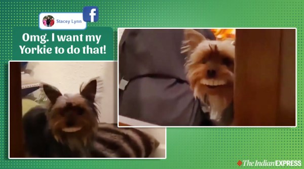 dog steals false teeth, dog steal dentures, dog fake teeth video, dog stole grandma dentures, funny dog videos, viral news, indian express