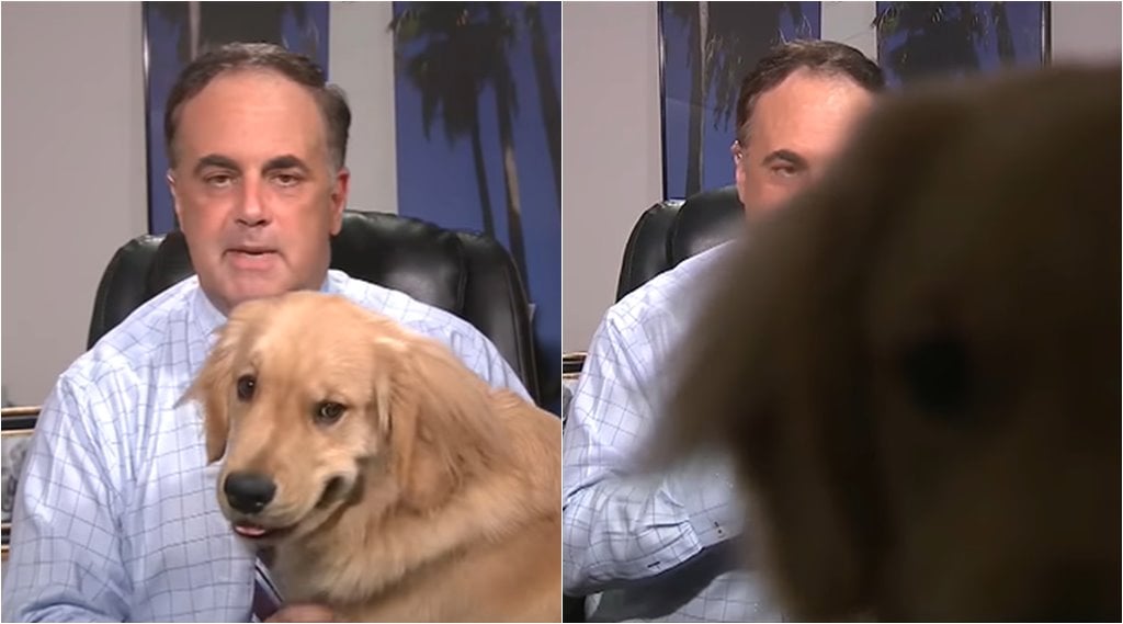 Watch Dog Disrupts Weather Forecast And The Internet Loves It