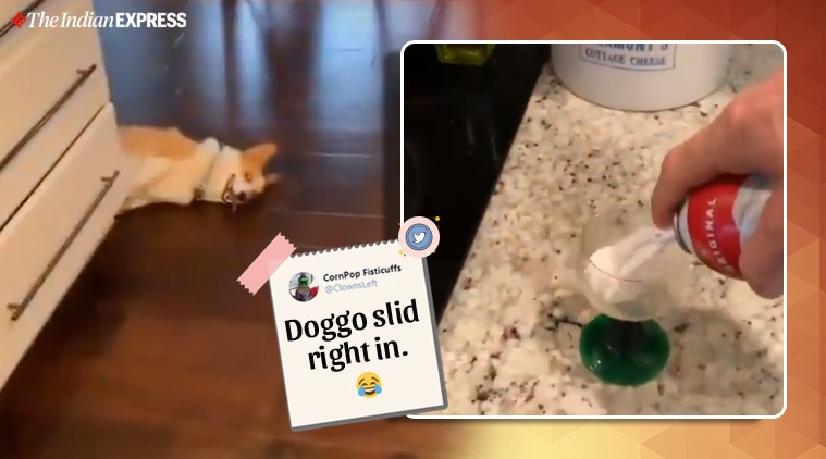 A dog’s reaction to a can of whipped cream being opened has the