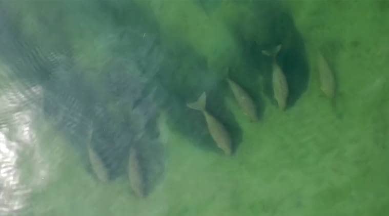 Thailand tourism, Thailand tourism department, Thailand tourists, dugongs, sea mammals, dugongs Thailand, World news, Indian Express