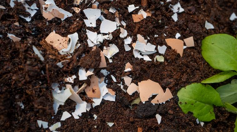 eggs, eggshells, uses of eggshells, eggshell hacks, life hacks using eggshells and eggs, indian express, indian express news