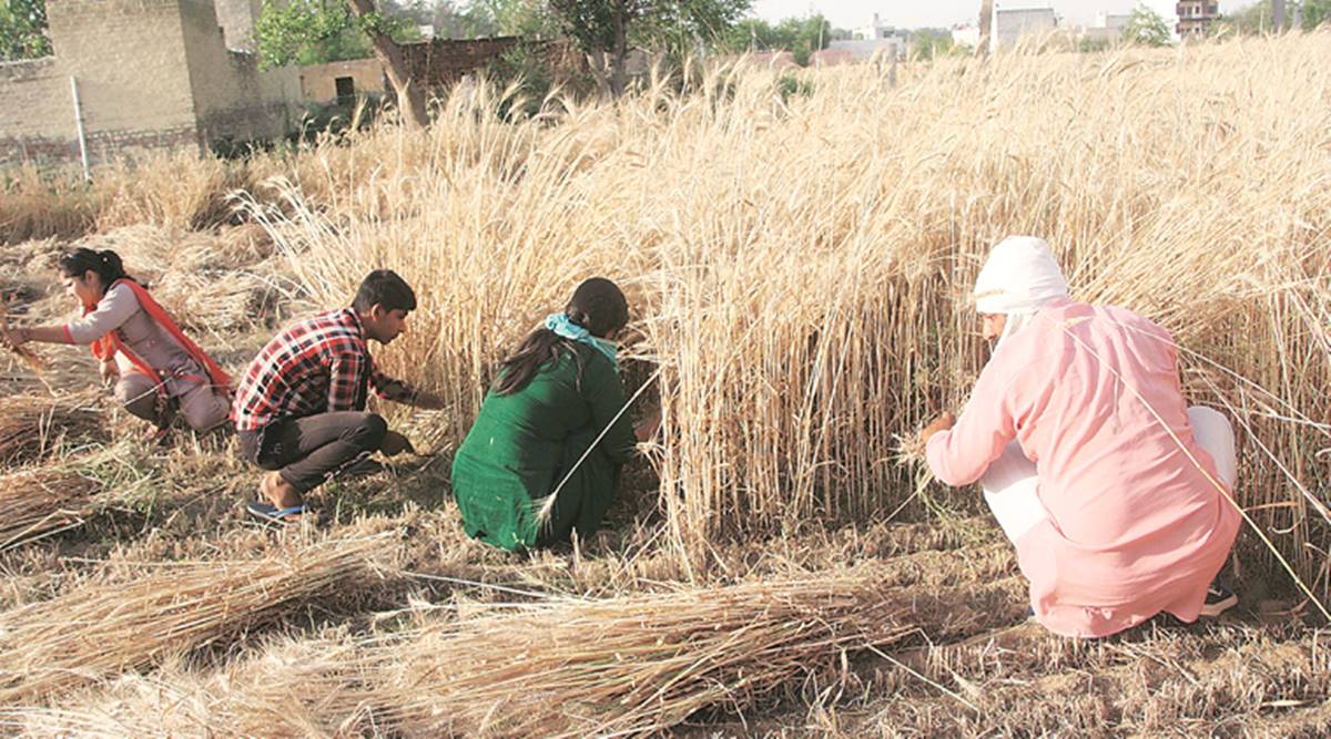 Haryana farmers, haryana news, haryana farmers protest, Centre’s agri ordinances, indian express