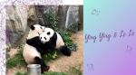 Pandas in Hong Kong zoo make global headlines after mating naturally for first time in 10 years