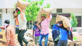 Hired under central scheme, ‘unpaid’ migrants labour on in farms to survive