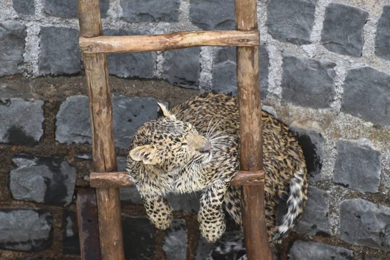 leopard, leopard rescue, animal rescue, Aaron range of Guna, Guna, MP, ladder rescue viral video