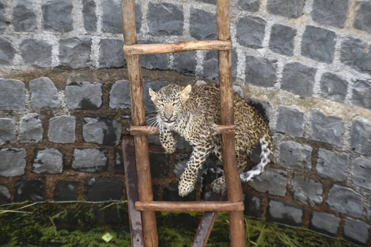 leopard, leopard rescue, animal rescue, Aaron range of Guna, Guna, MP, ladder rescue viral video