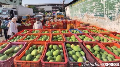 India lockdown, coronavirus outbreak, food delivery platforms, mango farmers, Mango season, export chain, Maharashtra news, indian express news