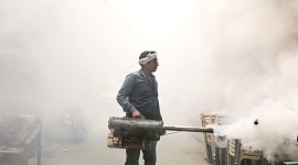 delhi coronavirus latest updates, delhi dengue cases, delhi dengue, delhi city news, delhi mosquito breeding, delhi city news