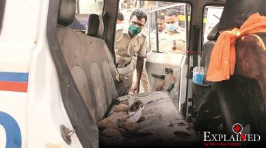 palghar lynching, palghar lynching case, palghar lynching investigation, sadhus killed in palghar, combay high court, mumbai news, indian express