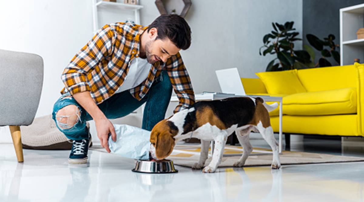 National Pet Day Do S And Don Ts For Taking Care Of Pets Stray Animals Amid Corona Crisis Lifestyle News The Indian Express