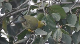 birds, bird songs, bird noise lockdown, bird song during lockdown, ranjit lal sunday column, indian express, indian express news