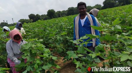 Kharif crops, cotton growers, Ht Bt cotton, Maharashtra news, Indian express news