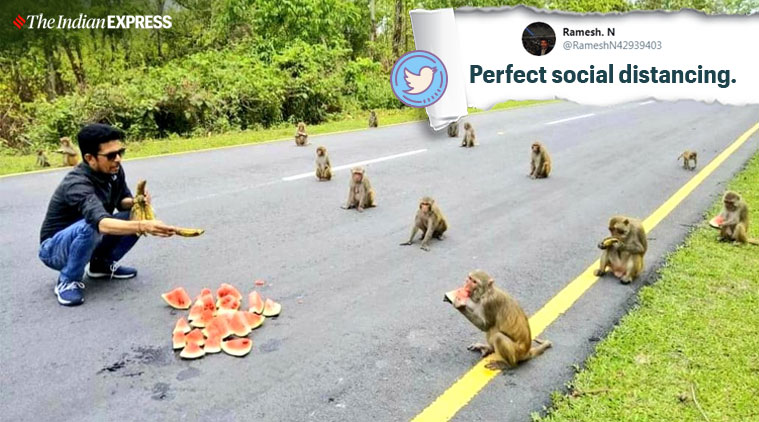 covid-19, coronavirus, social distancing, Kiren Rijiju, Arunachal Pradesh, monkeys social distancing viral pic