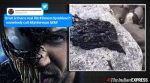 'Call Spiderman', say netizens as video of bizarre slimy creature goes viral