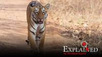 tiger Zoo tiger tests positive for coronavirus: are cats at particular risk?