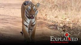 Zoo tiger tests positive for coronavirus: are cats at particular risk?