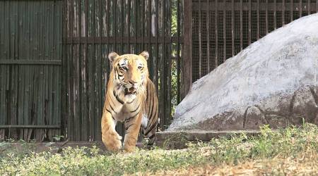 New York: Bronx Zoo tiger tests positive for coronavirus