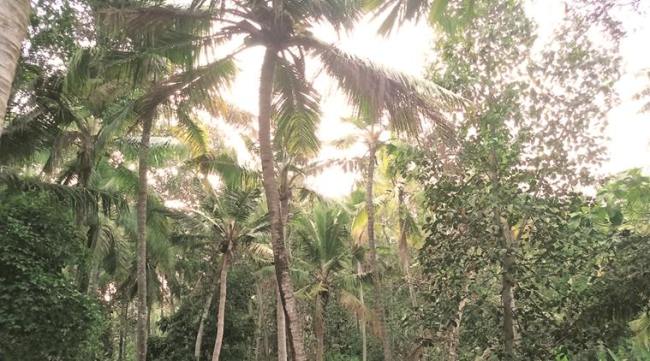 india lockdown, coronavirus cases, desi workout, household chores, indian express news