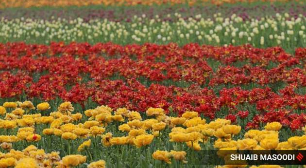 tulip garden, srinagar tulip garden, tulip garden photos, jammu and kashmir, india lockdown, kashmir coronavirus cases, indian express