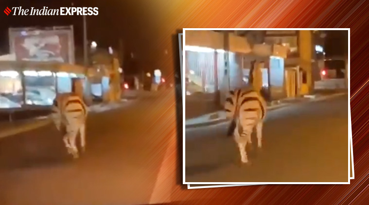 Viral Video: Circus animals have a day out on streets of Paris amid  lockdown | Trending News,The Indian Express