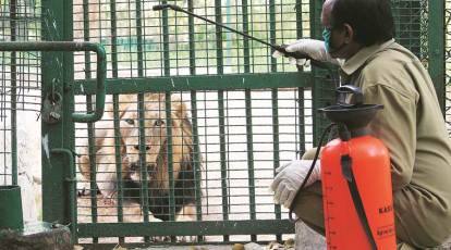 Tiger at NYC zoo tests positive for coronavirus