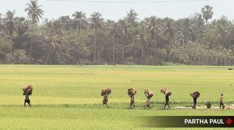 https://images.indianexpress.com/2020/05/Bengal-paddy.jpg