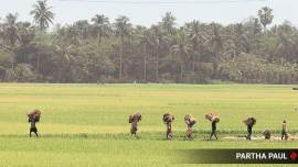 INTERVIEW: PUNJAB AGRICULTURE SECRETARY ‘Enough local labour available in Punjab for paddy sowing’