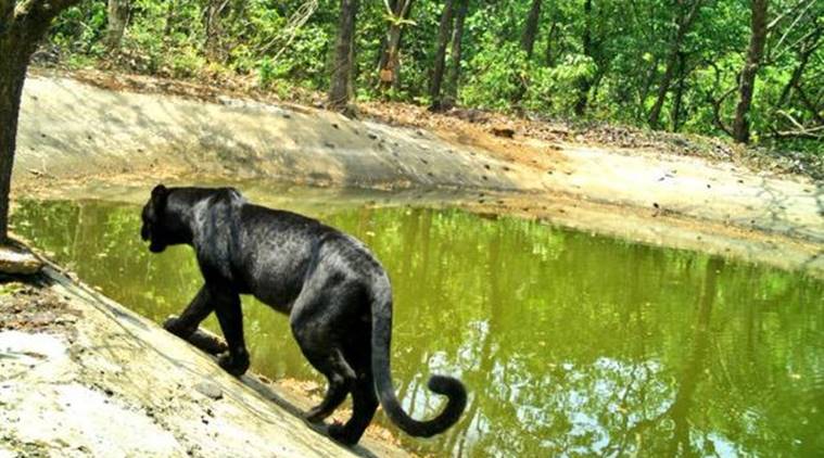 'Great insight into the rich wildlife of Goas': Panther seen in the Goa Sanctuary