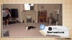 Viral Video: Meow-nuel Neuer's goalkeeping skills leave netizens floored