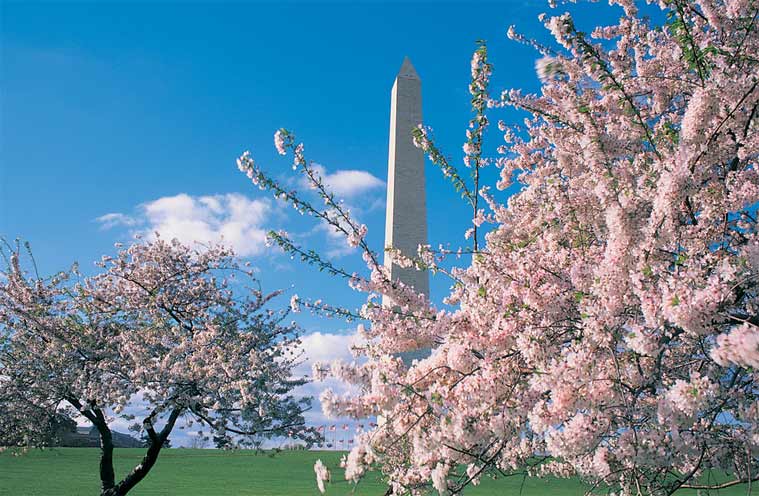 Washington, DC Cherry Blossom, coronavirus, armchair travel, indian express lifestyle