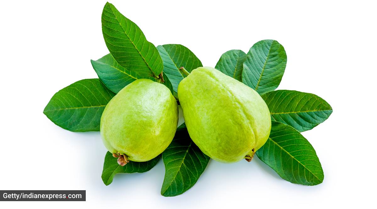 Just How Beneficial Is The Guava Leaf Find Out Lifestyle News The Indian Express Guava leaves png and guava leaves transparent clipart free., free portable network graphics (png) archive. just how beneficial is the guava leaf