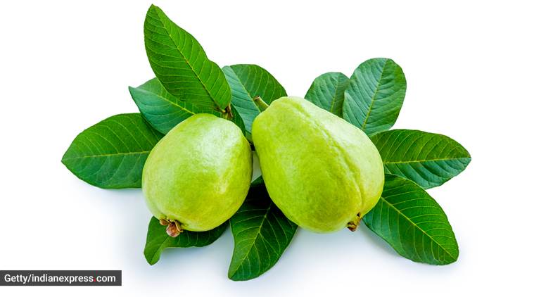 guava leaf, guava leaf tea, health benefits of guava leaf, health, immunity, indian express, indian express news